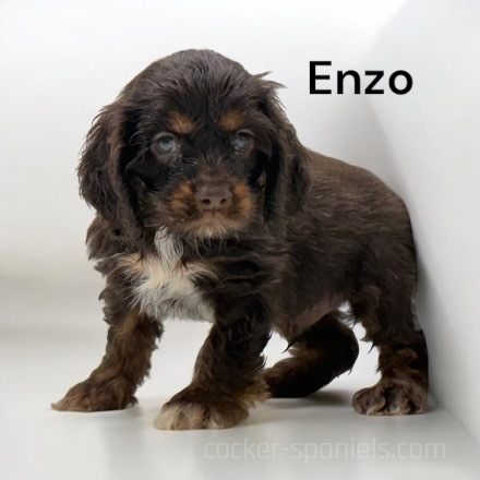 puppy, for, sale, Cocker Spaniel, Joe & Cherri  Overlease, dog, breeder, Miller, MO, dog-breeder, puppy-for-sale, forsale, nearby, find, puppyfind, locator, puppylocator, aca